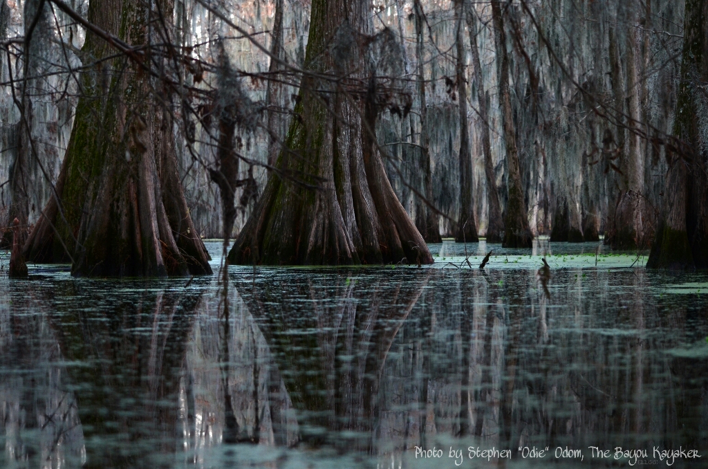 The Bayou, Louisiana