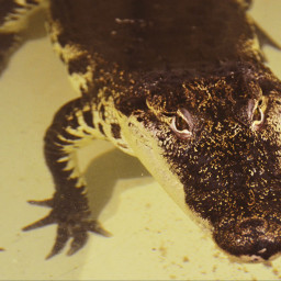 aligator dangerous nature prague city